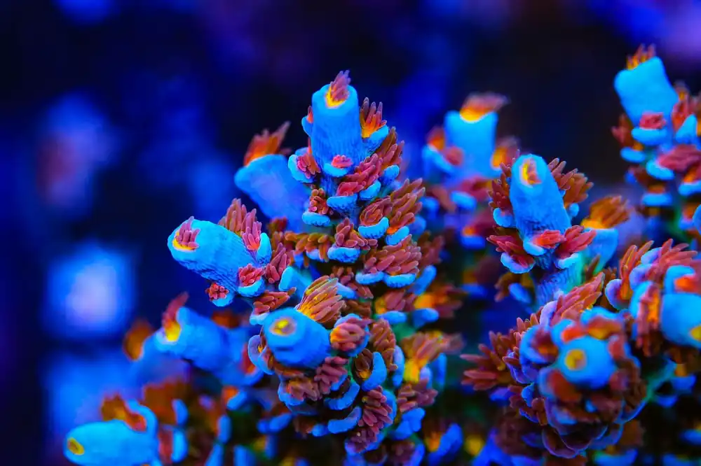 Reef Raft USA Angry Birds Acropora Coral - Top Shelf Aquatics