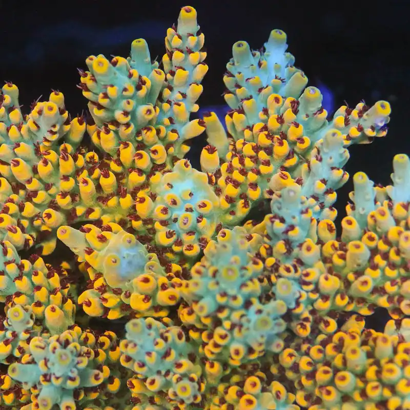 RR Pink Floyd Acropora Coral - TSA Coral