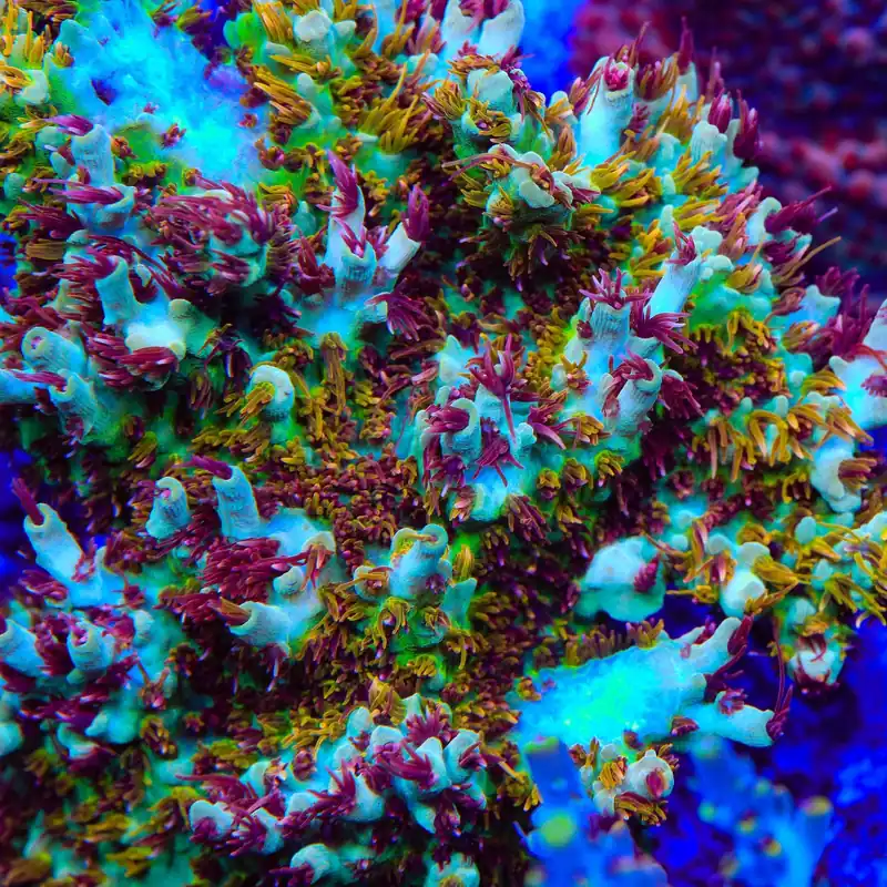 RMF Red Devil Acropora Coral - TSA Coral