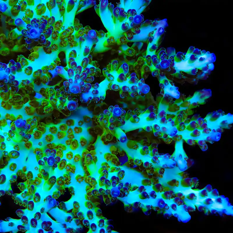 ORA Pearlberry Acropora Coral - TSA Coral