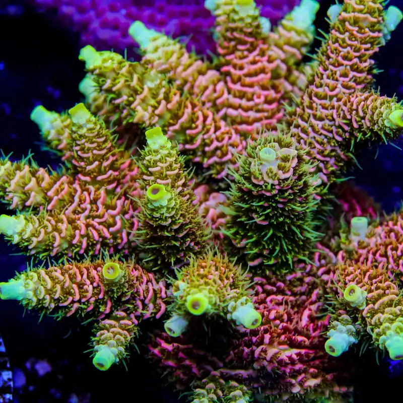 RMF Acid Trip Millepora Acropora Coral - TSA Coral