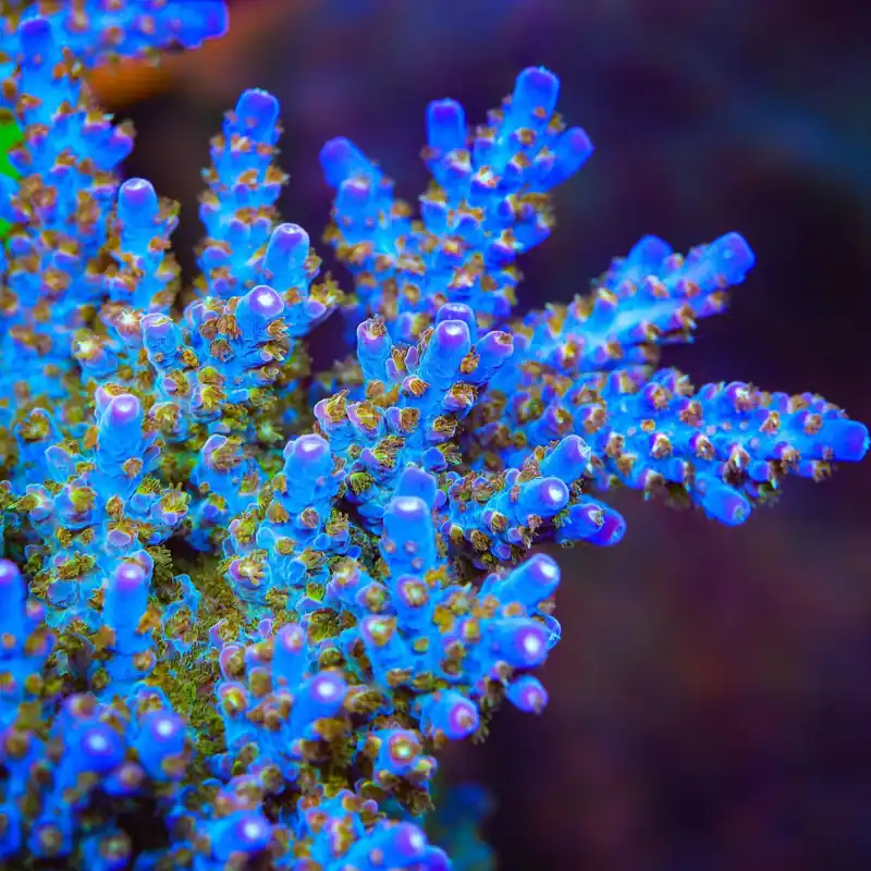 TSA Twisted Sister Acropora Coral - TSA Coral