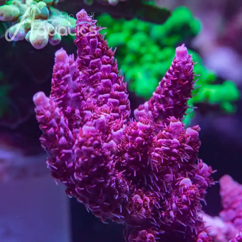 Christmas Mirabilis Acropora Coral - TSA Coral