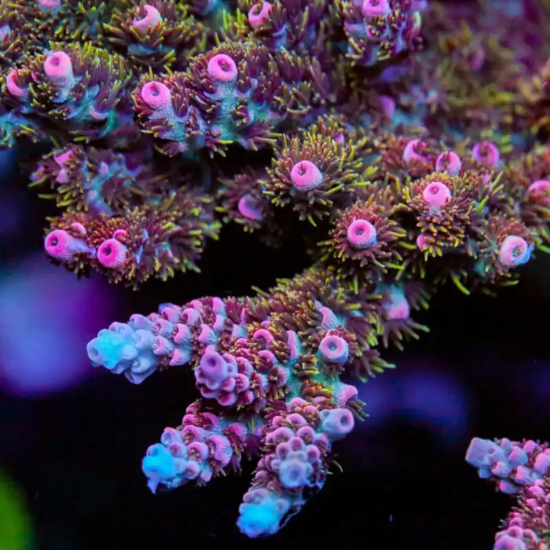 TSA Daydream Acropora Coral - TSA Coral