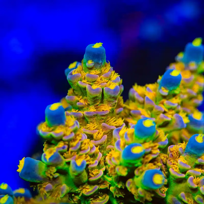 Walt Disney Tenuis Acropora Coral - TSA Coral