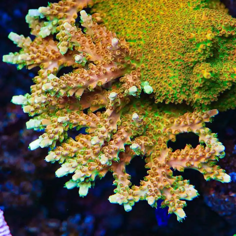TGC Orange Creamsicle Acropora Coral - TSA Coral
