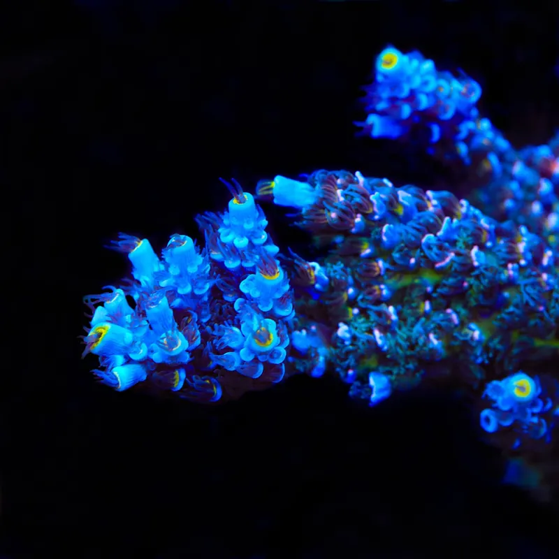 TSA Sin City Tenuis Acropora Coral - TSA Coral