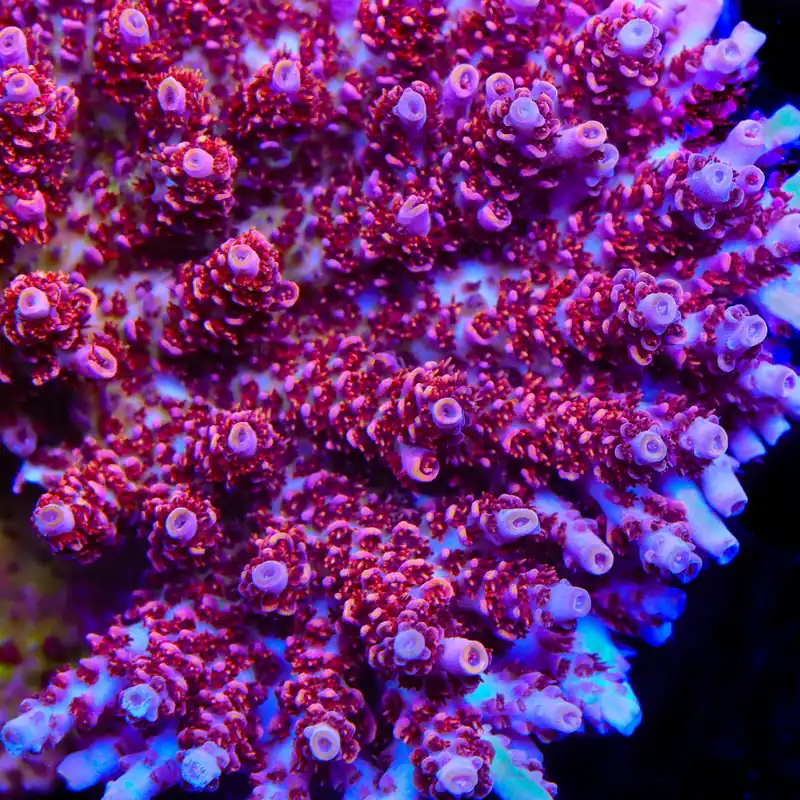 TSA Optimus Prime Acropora Coral - TSA Coral
