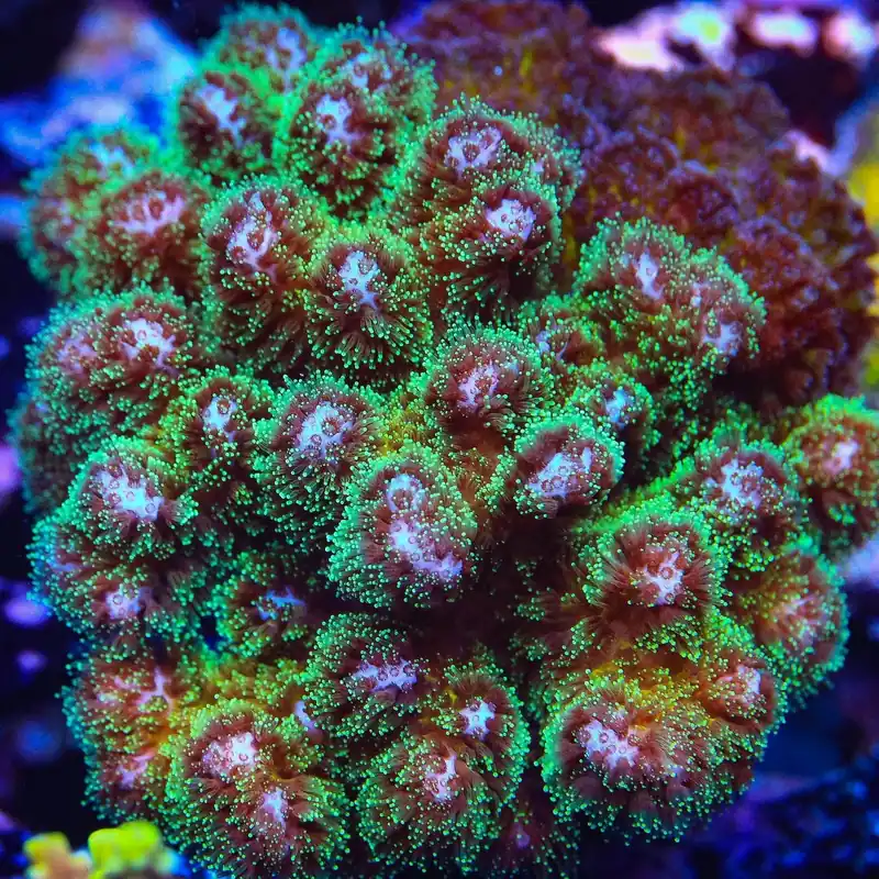 Green Pocillopora Coral - TSA Coral