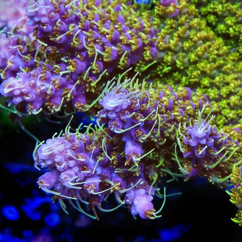 TSA The Fuzz Acropora Coral - TSA Coral