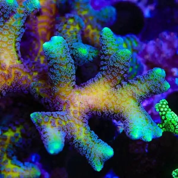 ORA Bird of Paradise Birdsnest Coral - TSA Coral