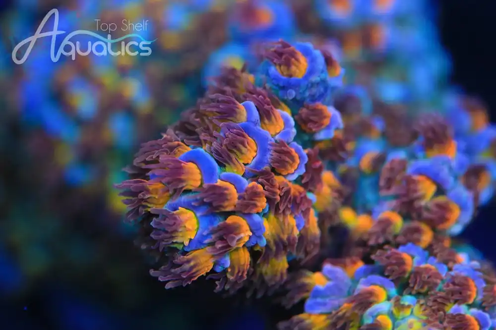 TSA Stan Lee Tenuis Acropora Coral - TSA Coral