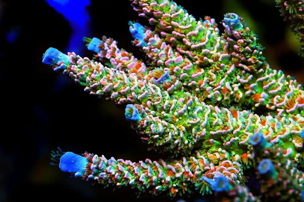 TSA BioShock Tenuis Acropora Coral - TSA Coral