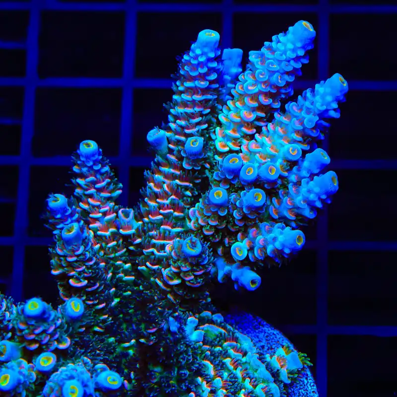 TSA Circus Freak Tenuis Acropora Coral - TSA Coral