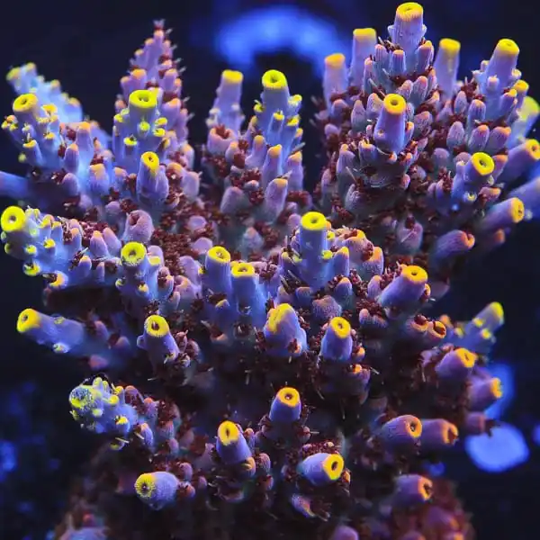 TSA Spyro the Dragon Acropora Coral - TSA Coral