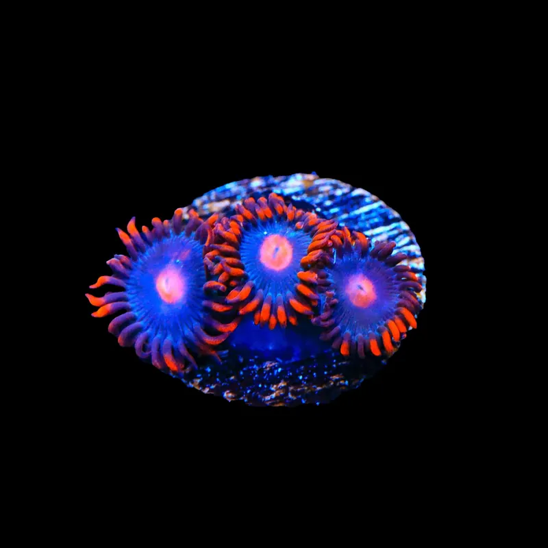 My Clementine Zoanthids Coral - TSA Coral