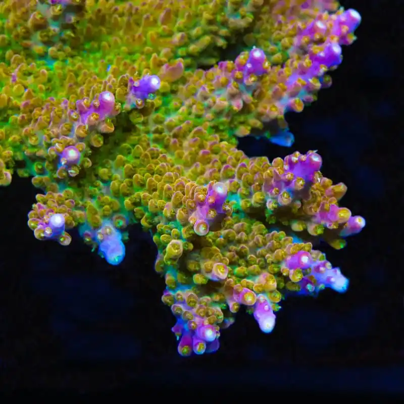 TSA Orangesicle Acropora Coral - TSA Coral