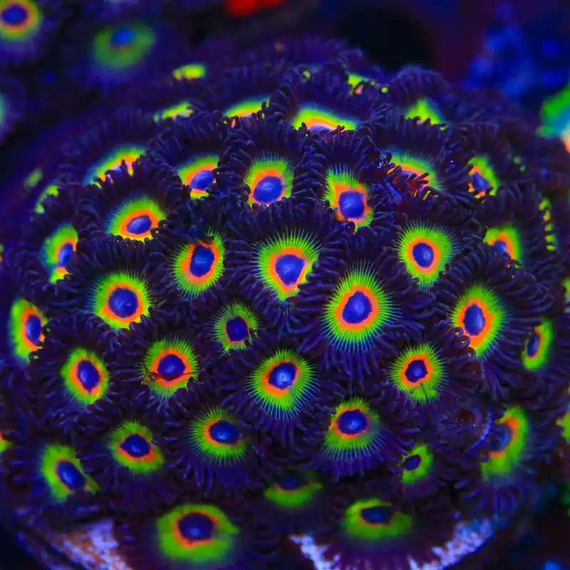 Bob Marley Zoanthids Coral - TSA Coral