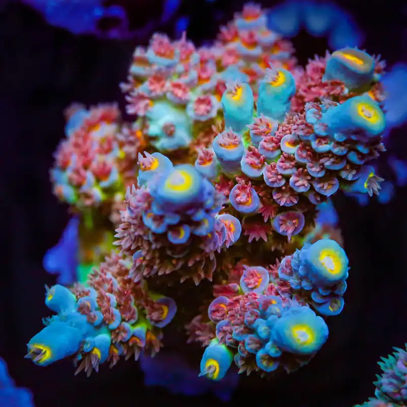 TSA Bubbleyum Tenuis Acropora Coral - TSA Coral