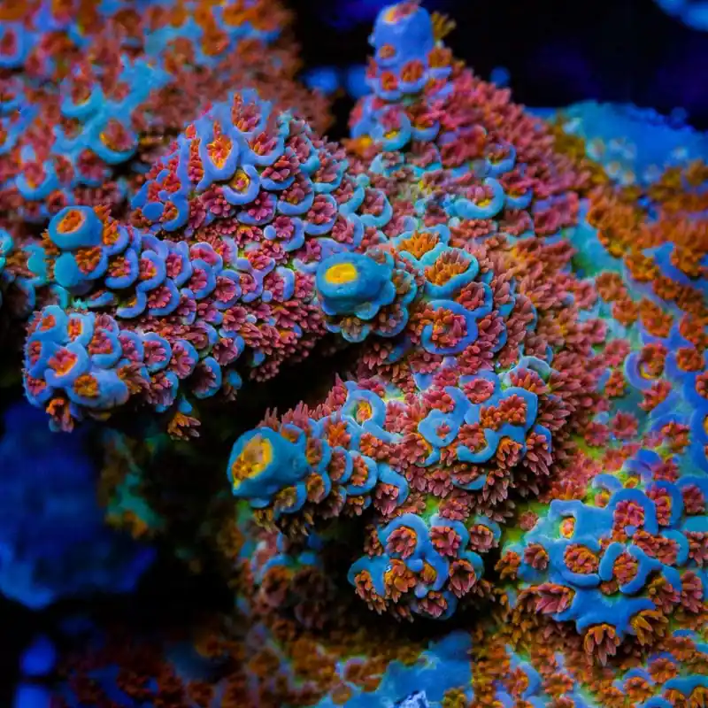 TGC Acrolandia Tenuis Acropora Coral - TSA Coral