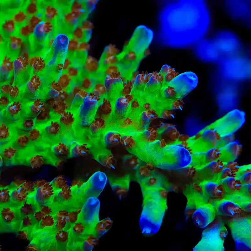 RRC Wonderland Acropora Coral - TSA Coral