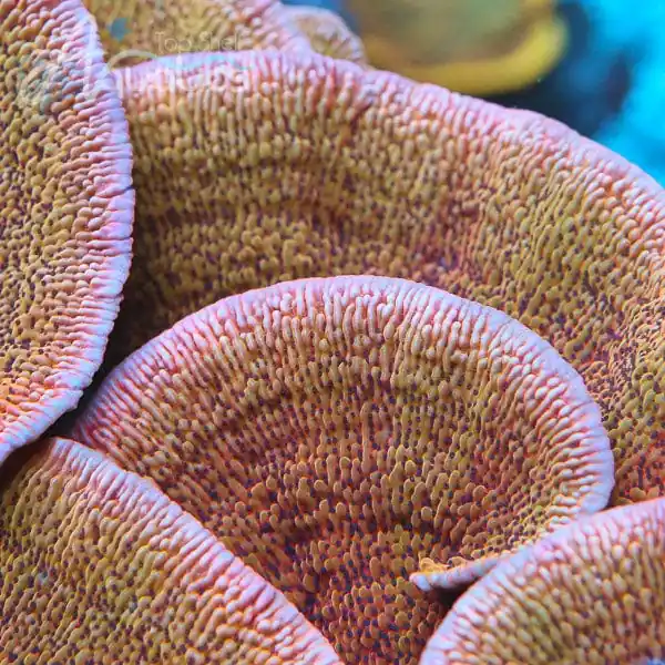 TSA Death Spiral Montipora Coral - TSA Coral