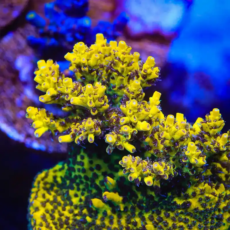 Tyree Pink Lemonade Acropora Coral - TSA Coral