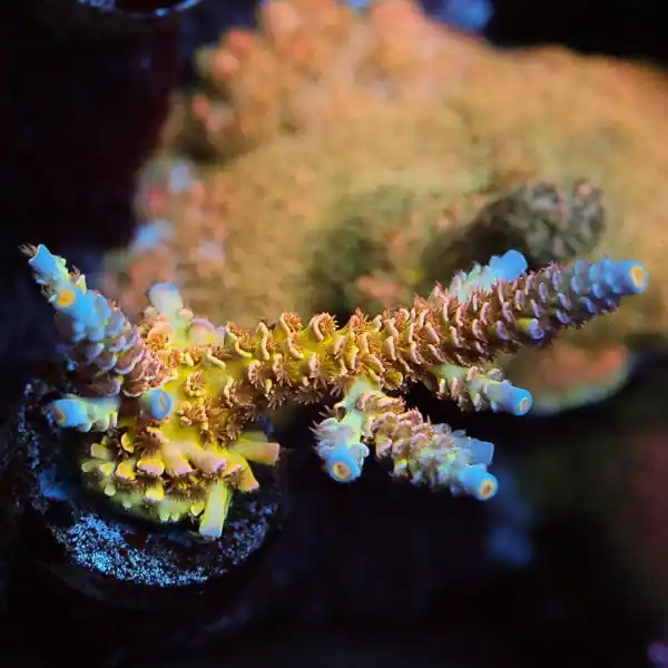 MattV Looney Tunes Tenuis Acropora Coral - TSA Coral