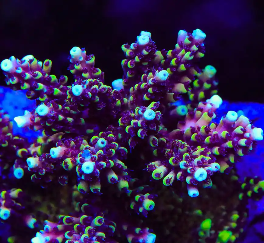 RRC Pink Cadillac Acropora Coral - TSA Coral