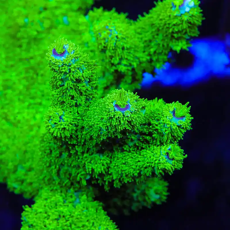 TSA Margaritaville Acropora Coral - TSA Coral