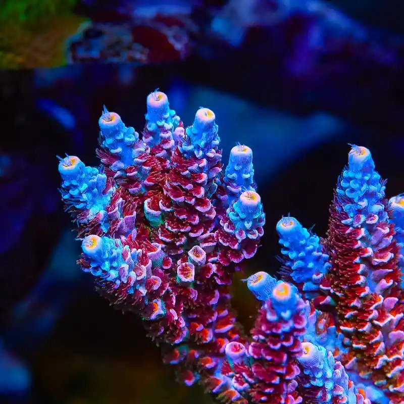 TSA Rose Acropora Coral - TSA Coral
