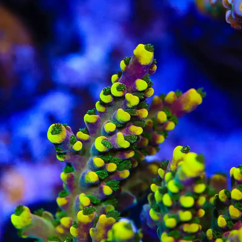 Lunar Lemonade Acropora Coral - TSA Coral