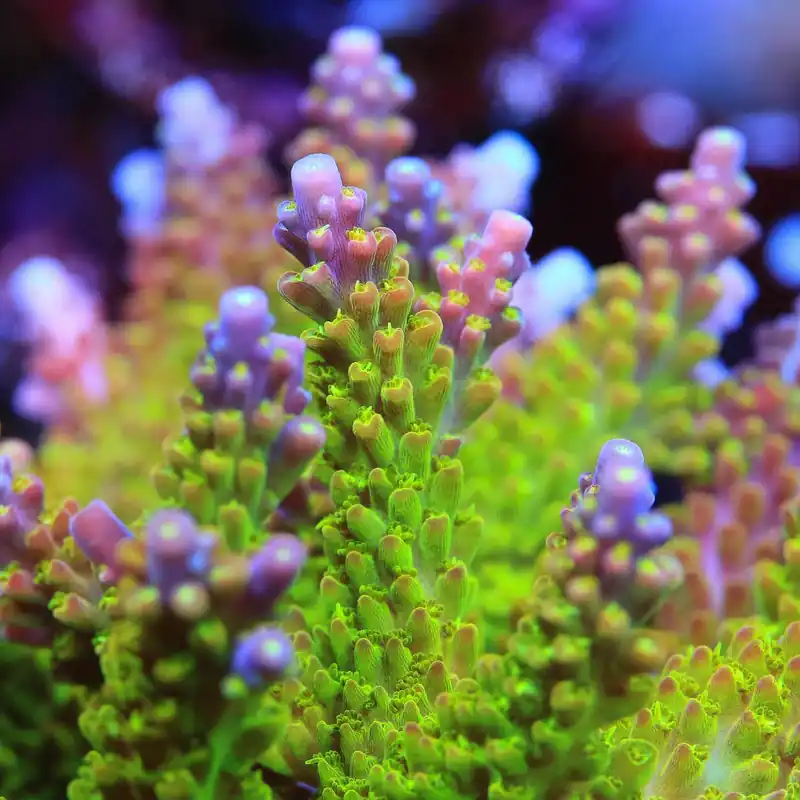 Paletta Pink Tip Acropora Coral - TSA Coral