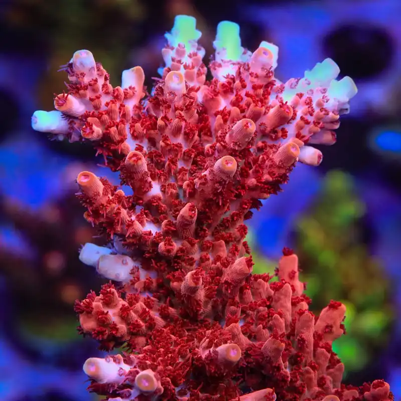 CB Maleficent Acropora Coral - TSA Coral