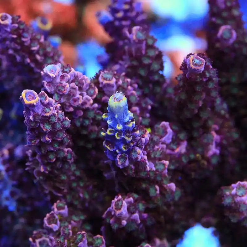 TSA Professor Plum Acropora Coral - TSA Coral