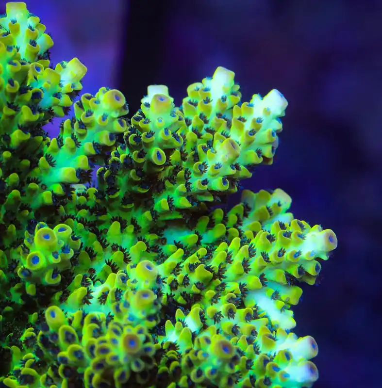Lauras Purple Polyp Acropora Coral - TSA Coral