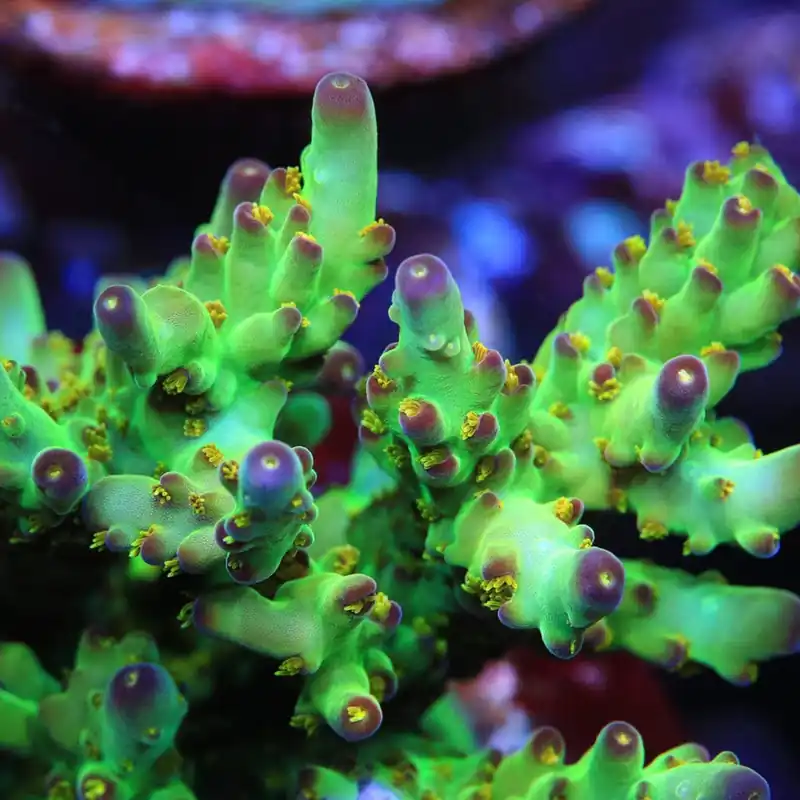TSA Taj Mahal Acropora Coral - TSA Coral