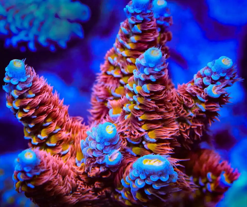 TSA Rocky Balboa Tenuis Acropora Coral - TSA Coral