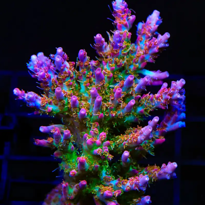 Vivid's Confetti Acropora Coral - TSA Coral
