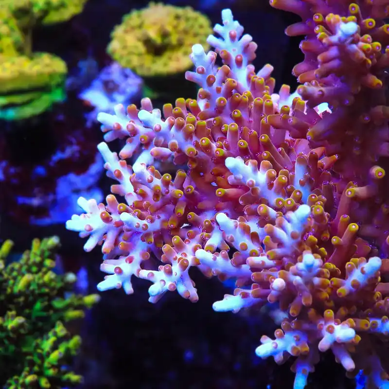 TSA Fire Dragon Acropora Coral - TSA Coral