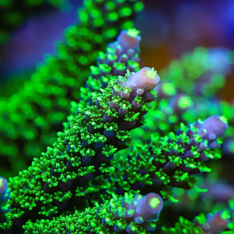 TSA Candlelight Stag Acropora Coral - TSA Coral