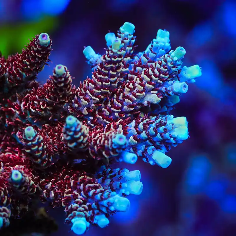 TSA Rainbow Sherbet Acropora Coral - TSA Coral