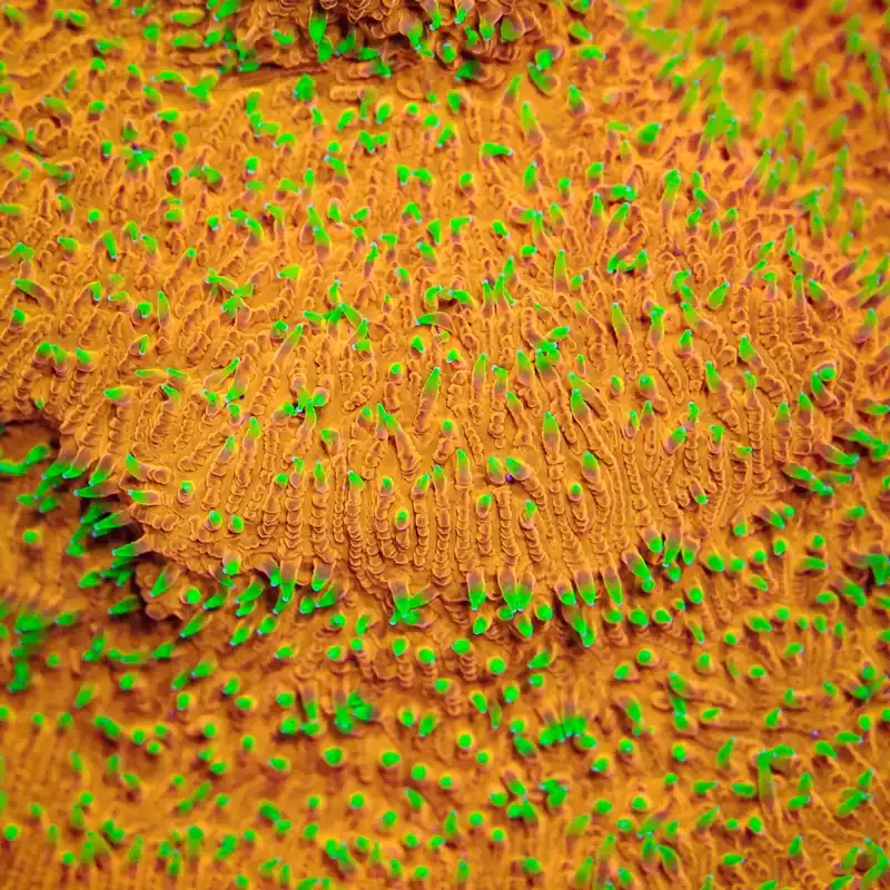TSA Thornberry Lithophyllon Coral - TSA Coral