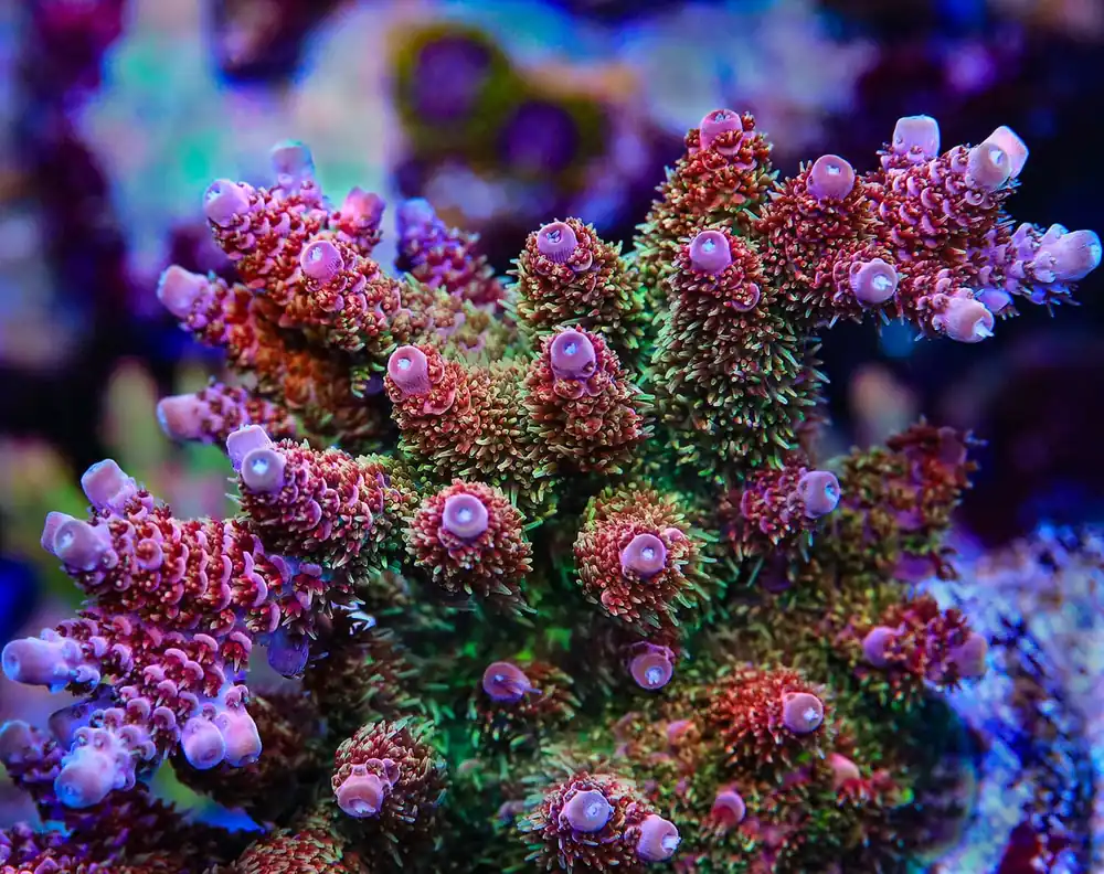 TSA Four Loko Acropora Coral - TSA Coral