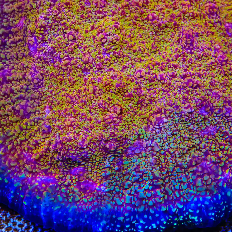 CB El Diablo Chalice Coral - TSA Coral