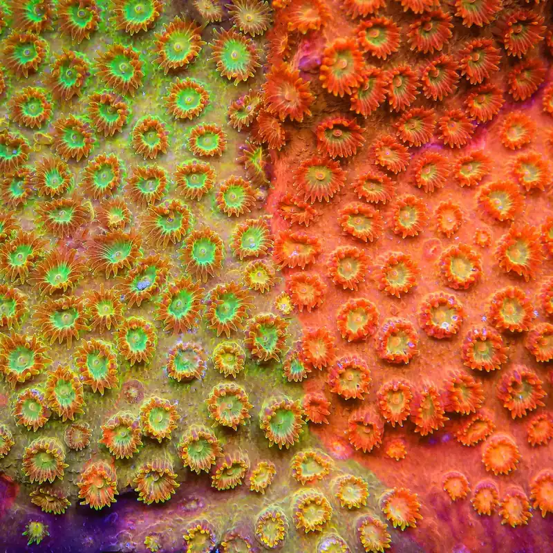 TSA Tropicana Twist Cyphastrea Coral - TSA Coral