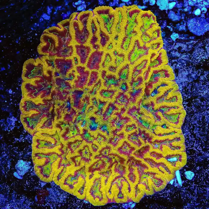 TSA Pandemic Favia Coral - TSA Coral
