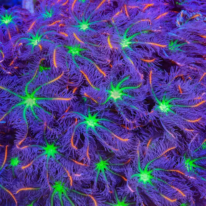 TSA Firework Clove Polyp Coral - TSA Coral