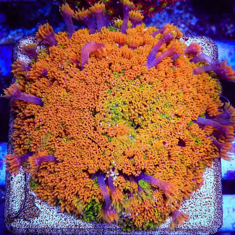 TSA Laffy Taffy Goniopora Coral - TSA Coral