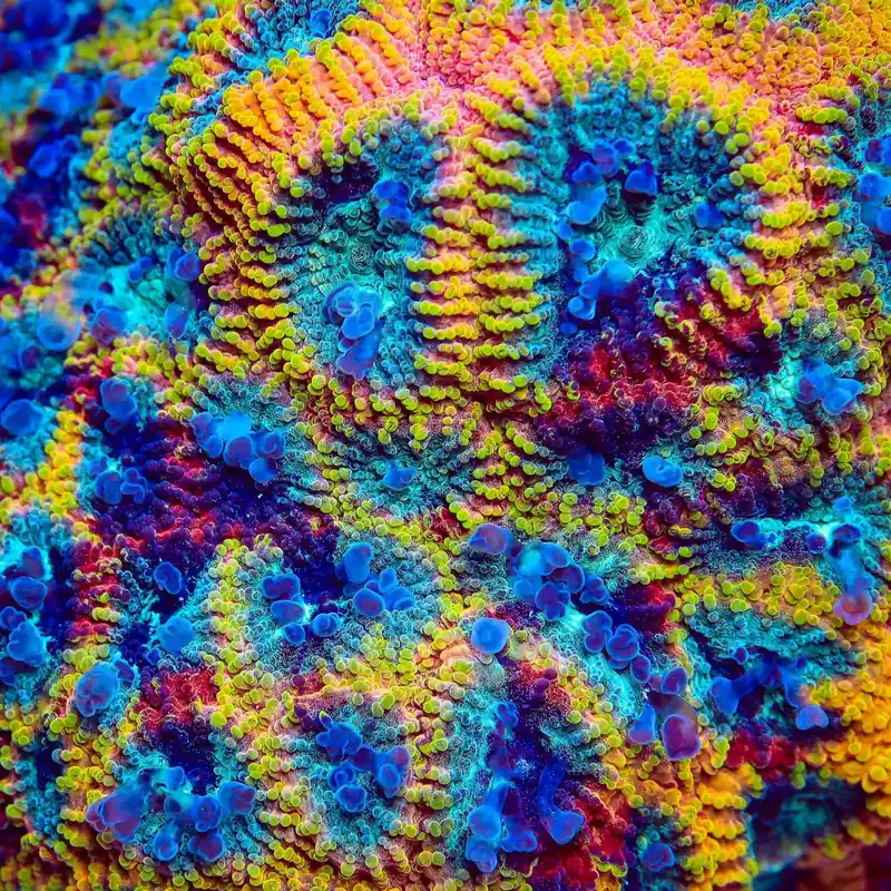 JF Yellow Submarine Favia Coral - TSA Coral